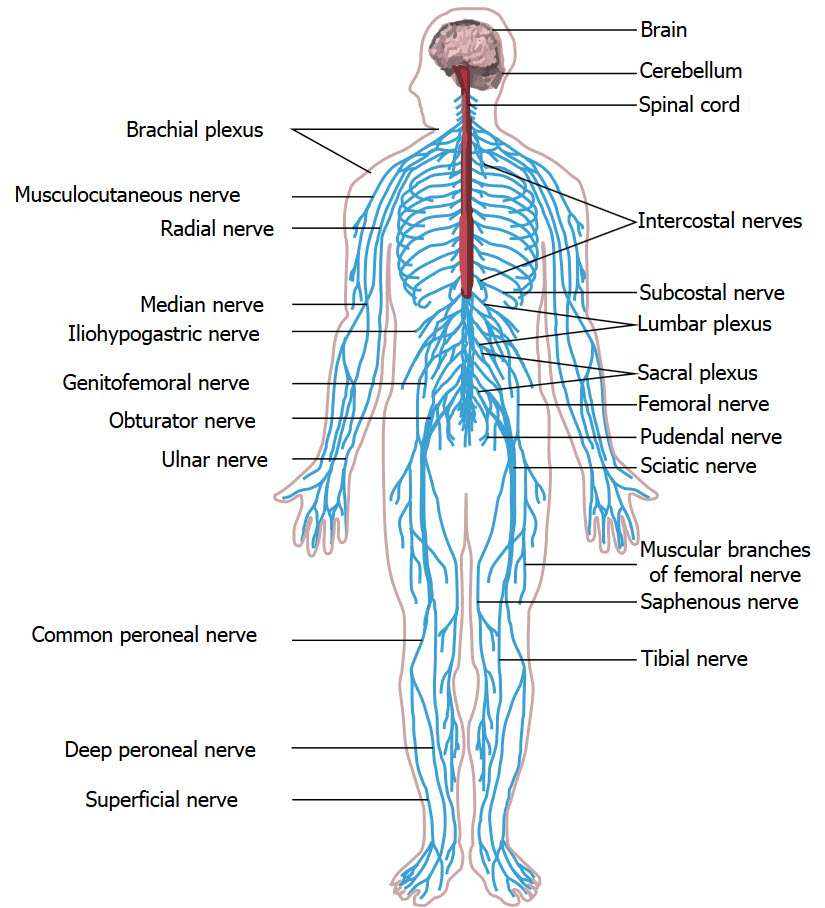 Peripheral-nervous-system