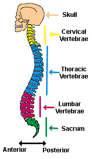 vert2