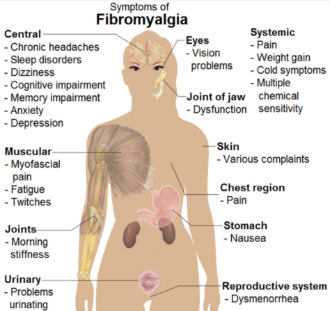 fibro1