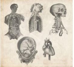 Vintage medical illustration of human anatomy showing torso with internal organs, a side view of skull and neck, a fetus in the uterus, and a heart with additional sketches.